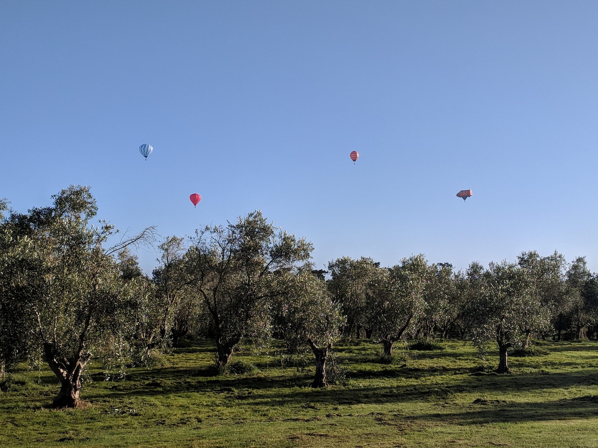 Four hot air balloons drifting over the olive grove on a clear early morning