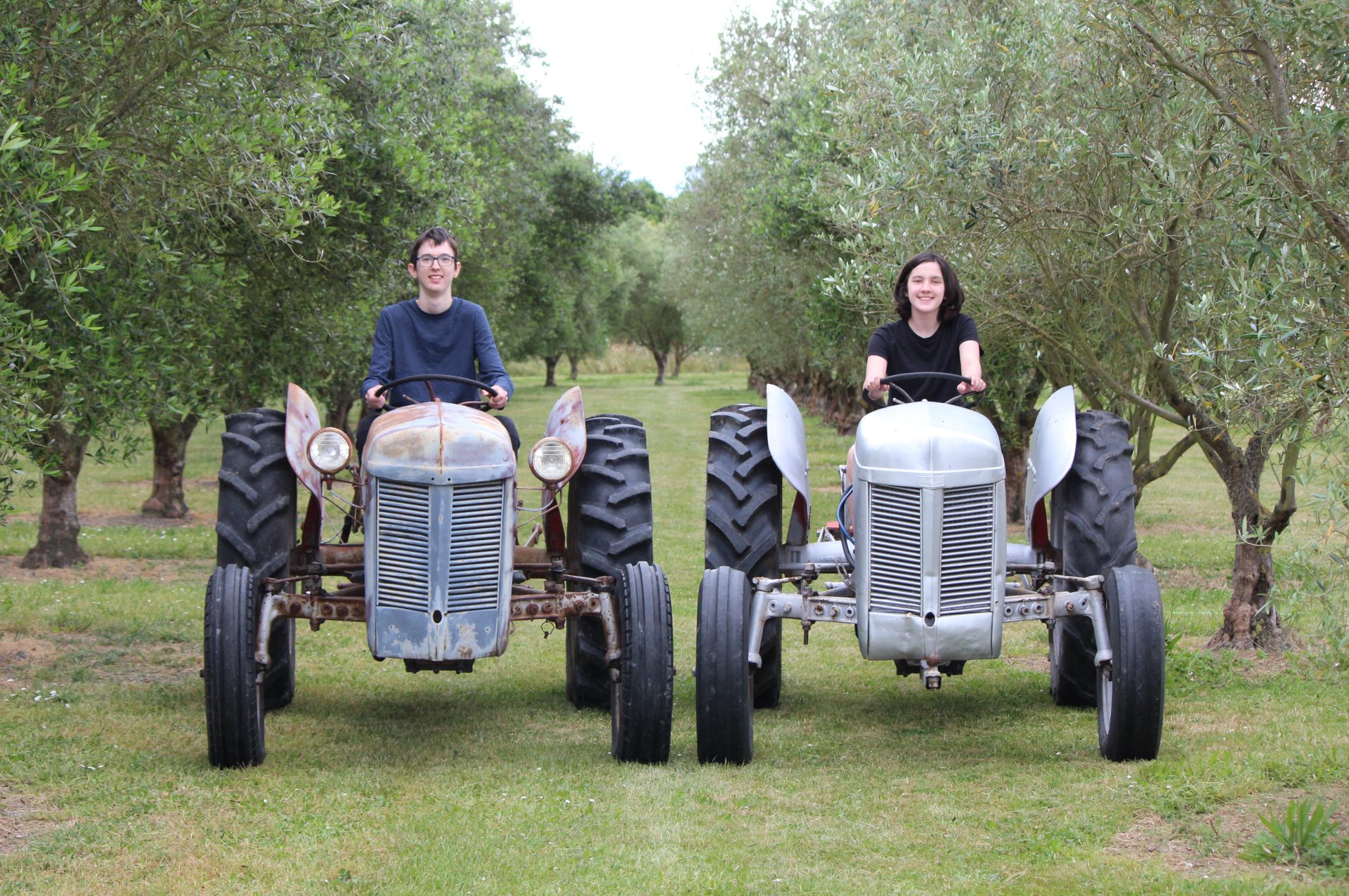 Two young people driving two Ferguson tractors side by side down an avenue of olive trees