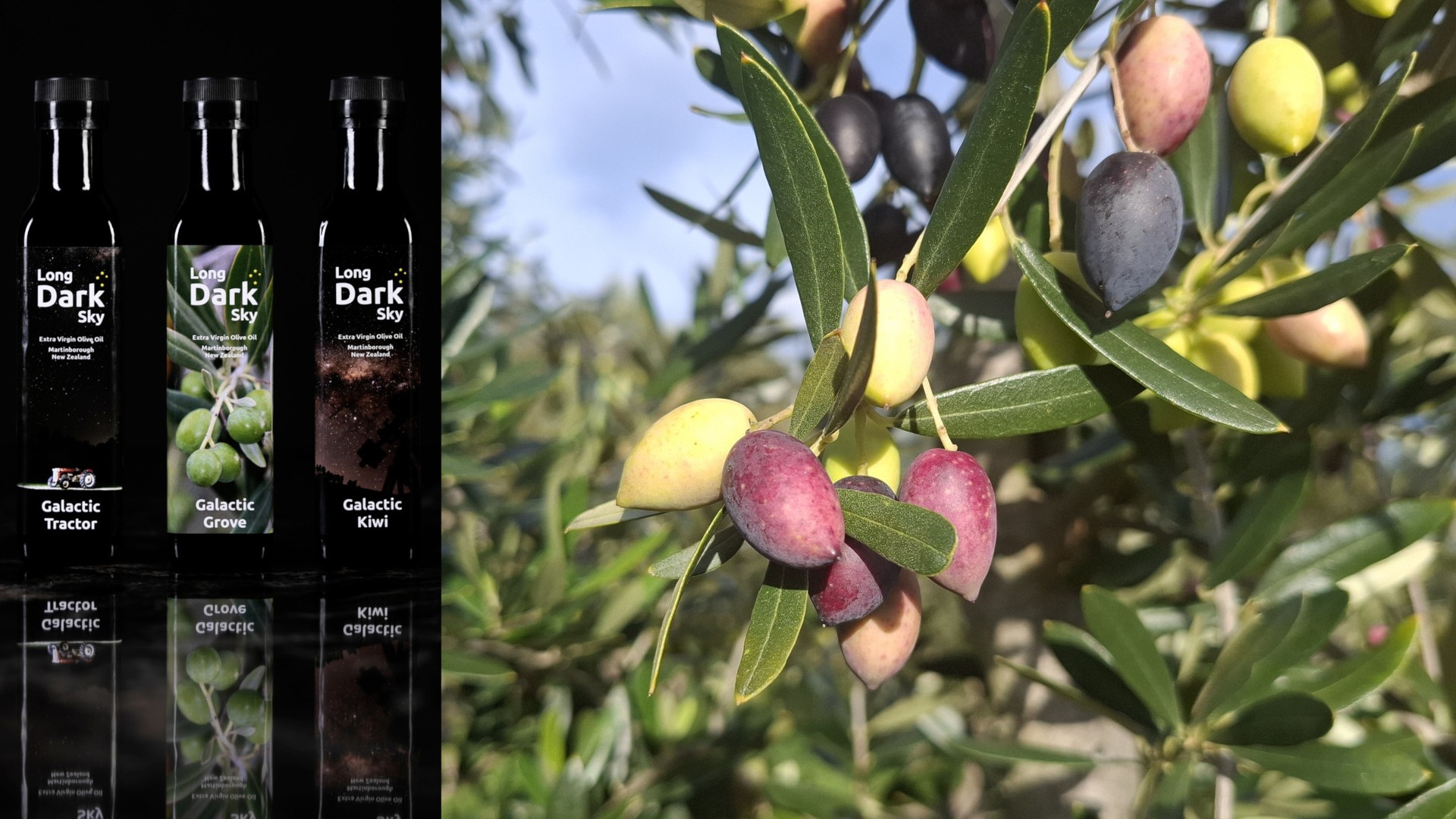 Three bottles of Long Dark Sky olive oil beside a close-up of olives ripening from green through purple to black