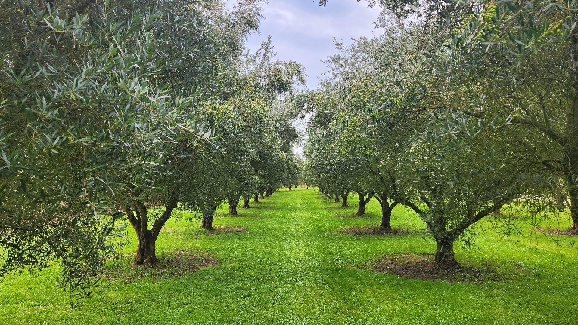 An avenue of olive trees in vivid spring green, the mown rows receding into the distance