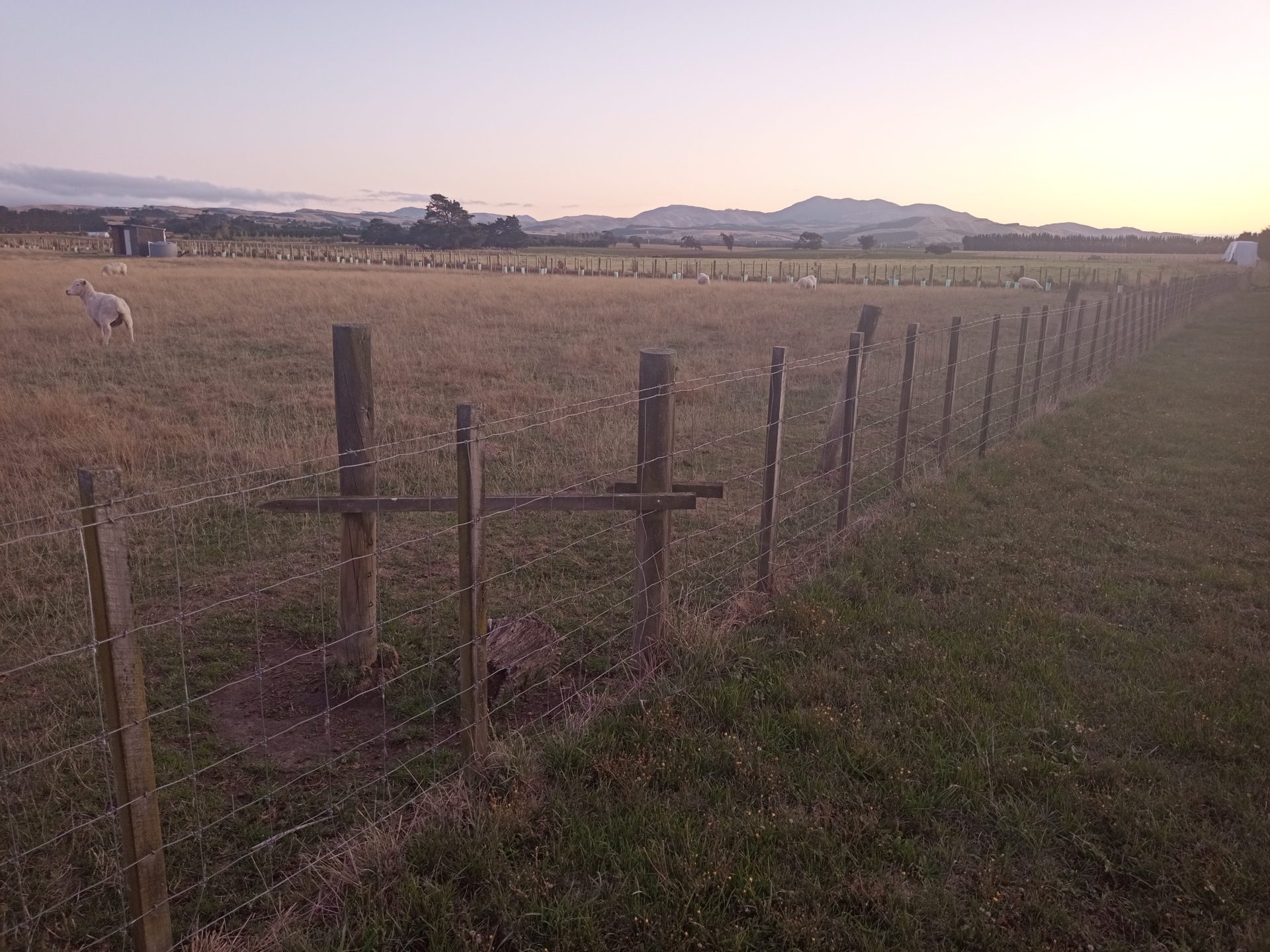 Sheep in a neighbouring paddock at dusk with vineyard rows and the Wairarapa hills beyond