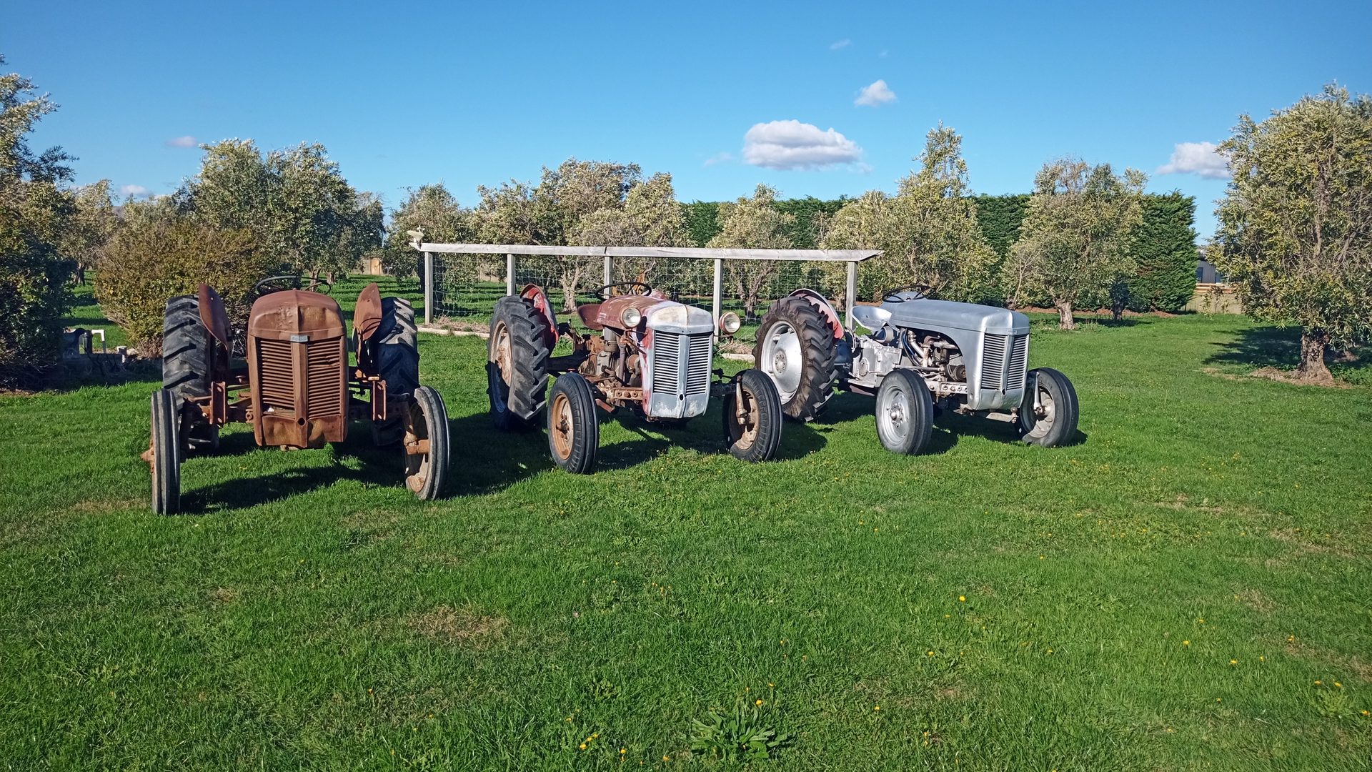Three vintage Ferguson tractors lined up on mown grass in front of olive trees under a blue sky