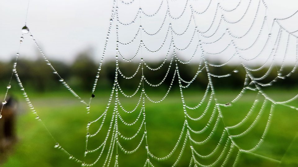 An orb spider web covered in dew droplets in sharp close-up