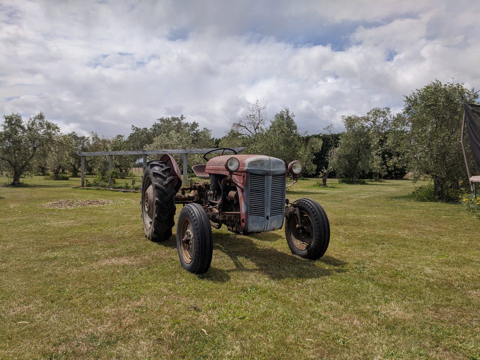 A red Ferguson tractor photographed head-on in the olive grove under summer cloud