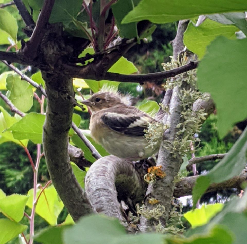 A young chaffinch perched among lichen-covered branches