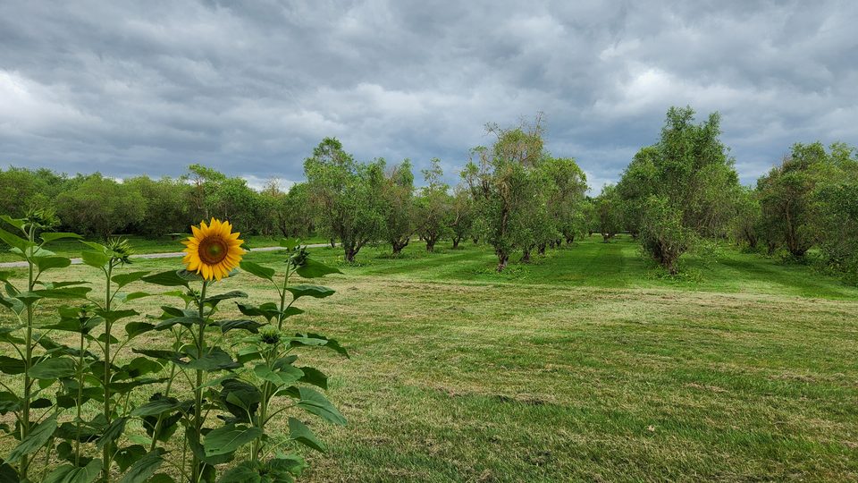 Freshly mown olive grove under heavy grey cloud with a sunflower in the foreground