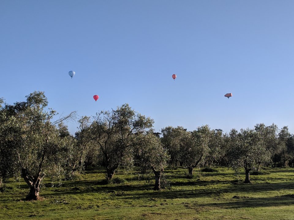 Four hot-air balloons drifting over the olive grove in clear early morning light