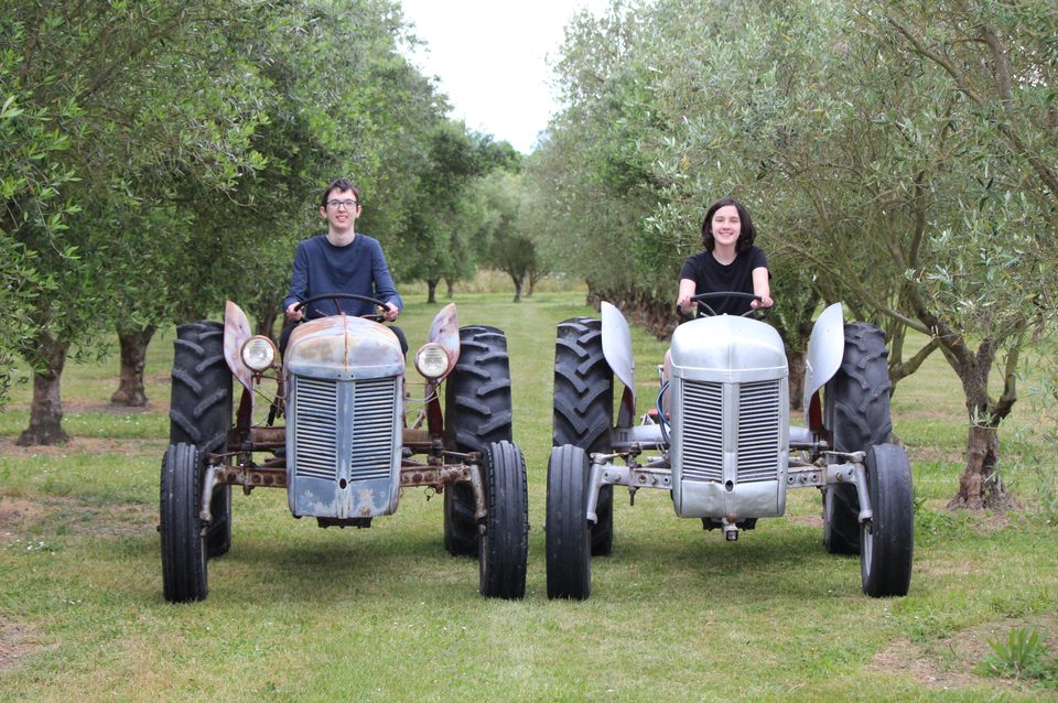 Two people driving Ferguson tractors side by side between olive trees