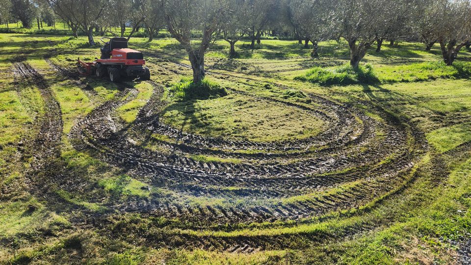 Concentric mud tracks carved into wet ground by a ride-on mower beneath olive trees