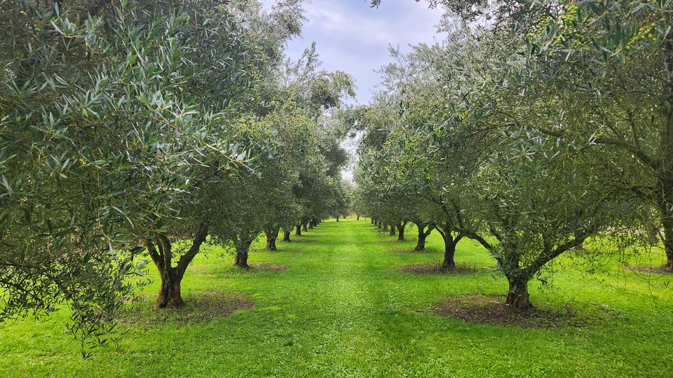 An avenue of olive trees in vivid spring green