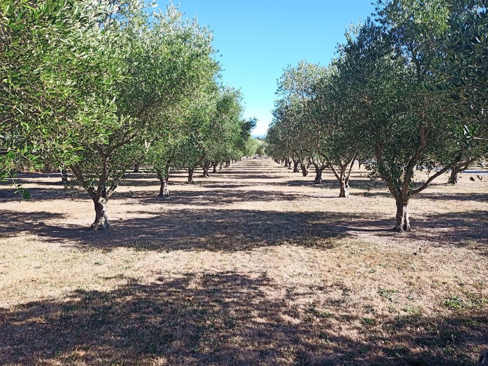 Rows of olive trees in high summer with parched golden ground and deep shade