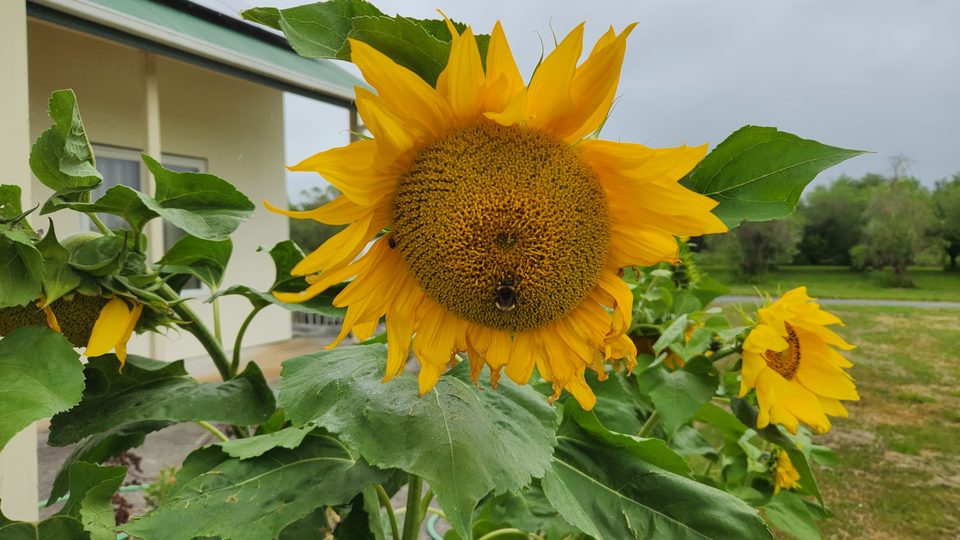 A large sunflower head in close-up with bees feeding on it