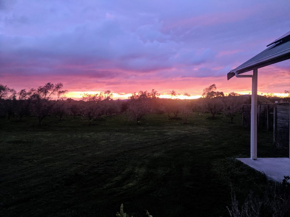Intense magenta and orange winter sunrise over the olive grove