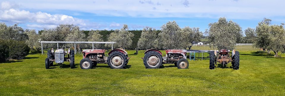 Three vintage Ferguson tractors in a row across mown grass with olive trees behind
