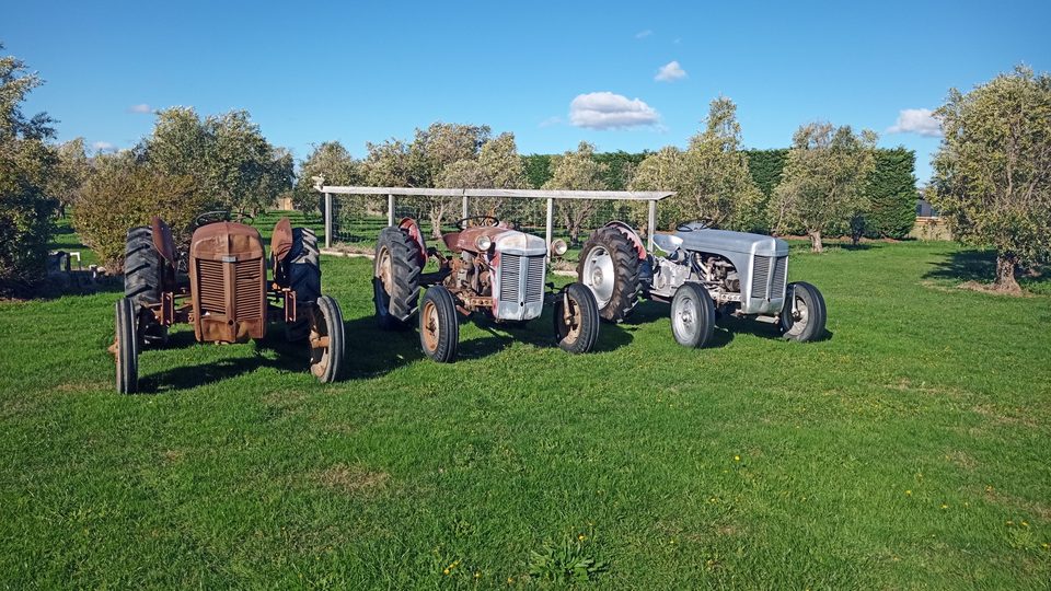 Three vintage Ferguson tractors lined up side by side on mown grass in front of olive trees